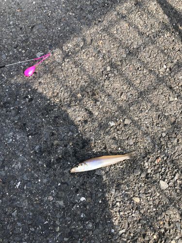シロギスの釣果