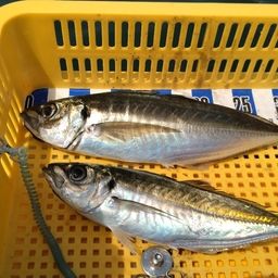 アジ
