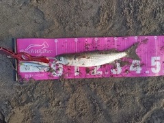 ボラの釣果