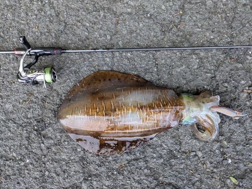 アオリイカの釣果