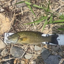 スモールマウスバス