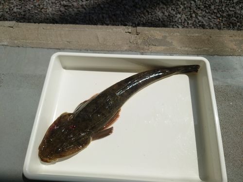 マゴチの釣果