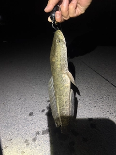 ライギョの釣果