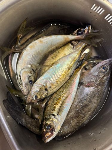 アジの釣果