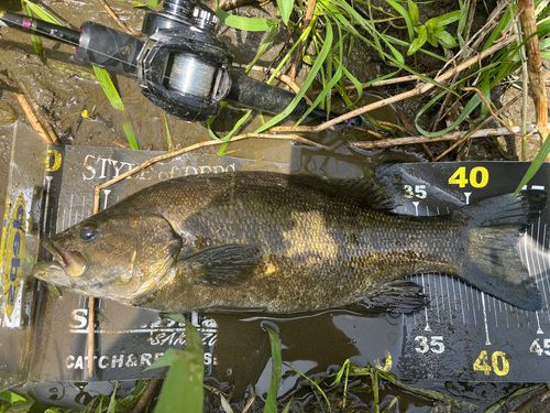 スモールマウスバスの釣果