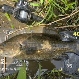 スモールマウスバス