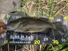 スモールマウスバスの釣果