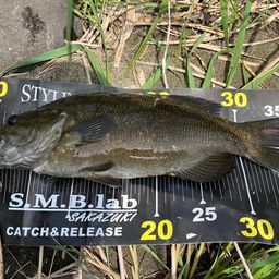 スモールマウスバス