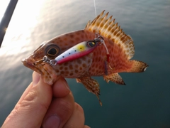 オオモンハタの釣果