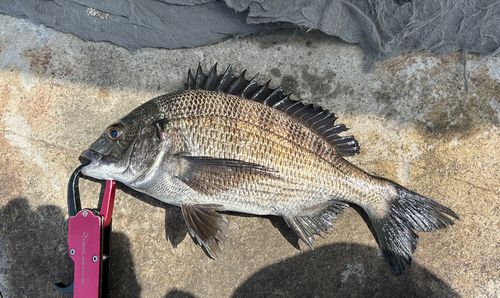 チヌの釣果