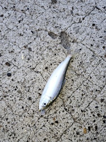 サッパの釣果