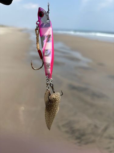 シタビラメの釣果