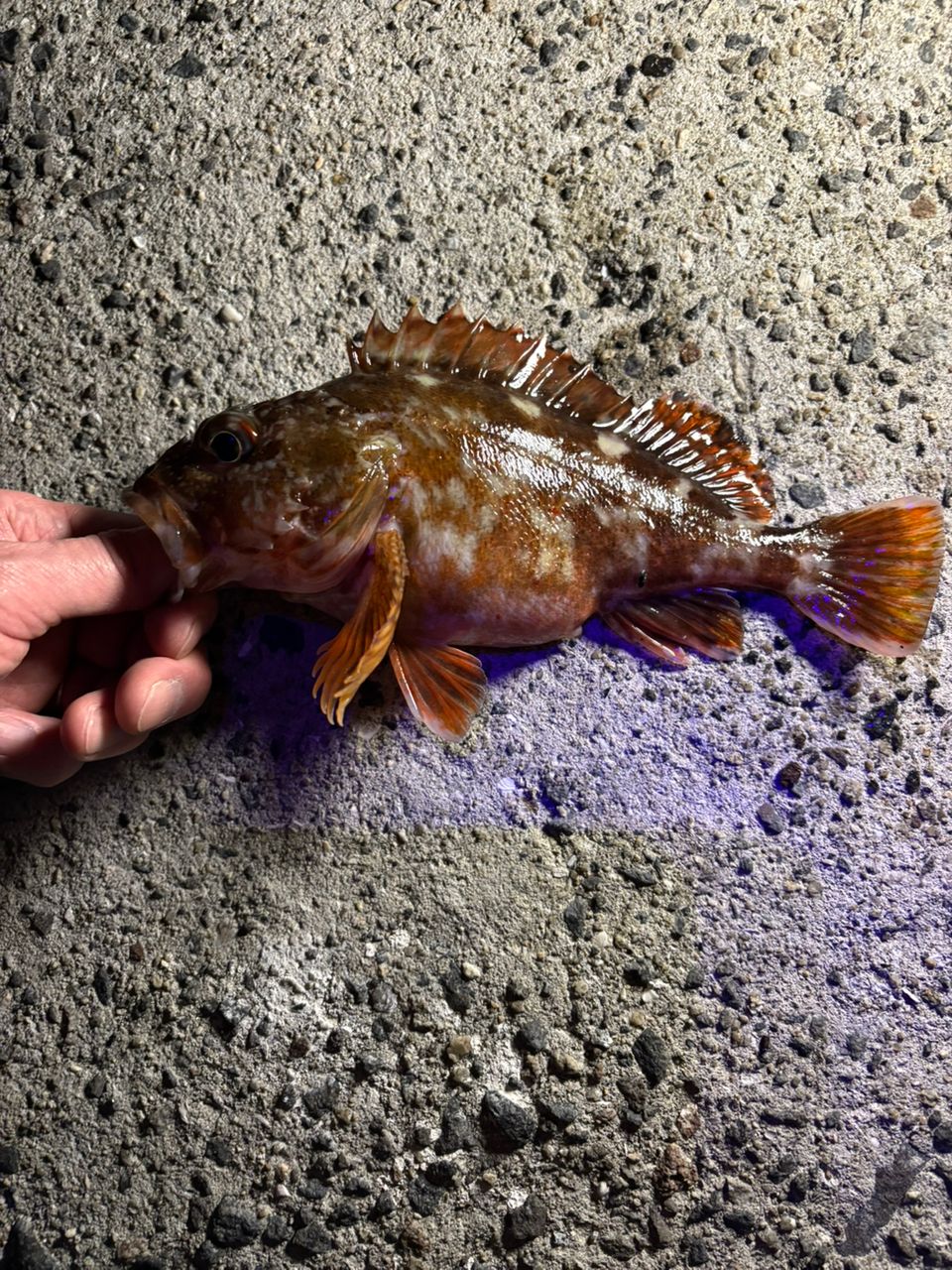 メバル