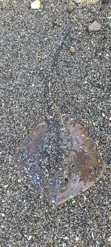 アカエイの釣果