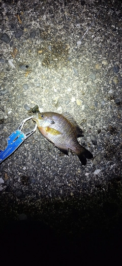 ブルーギルの釣果