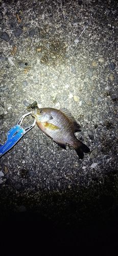 ブルーギルの釣果