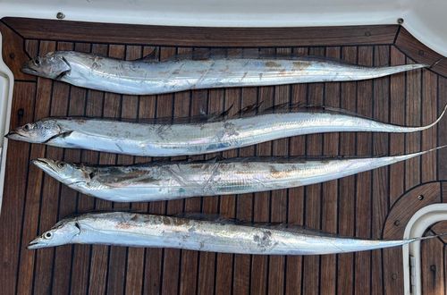タチウオの釣果