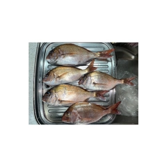 タイの釣果