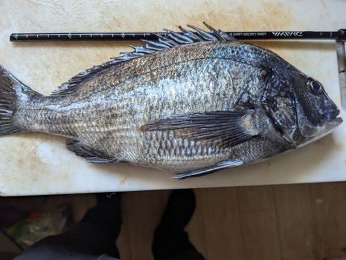 クロダイの釣果