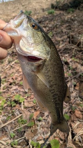 ラージマウスバスの釣果