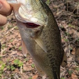 ラージマウスバス