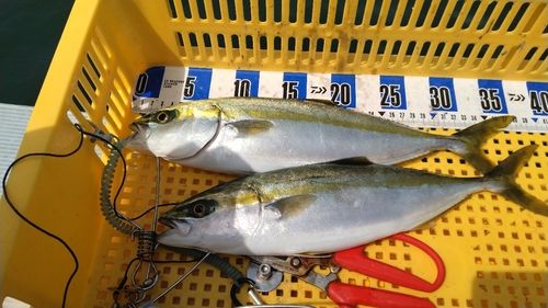 フクラギの釣果