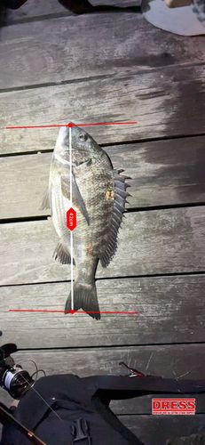 チヌの釣果