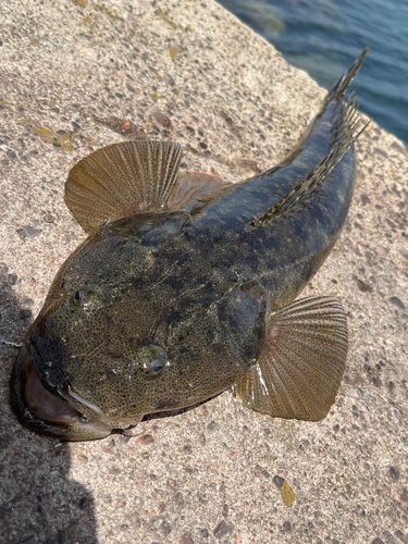 マゴチの釣果