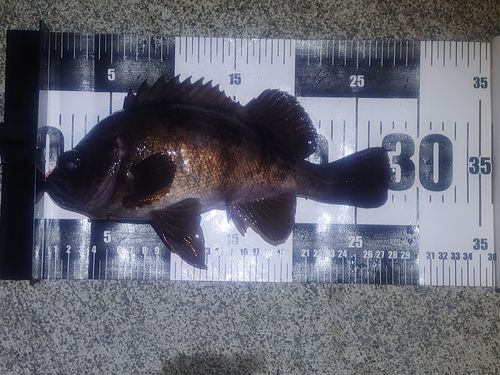 メバルの釣果
