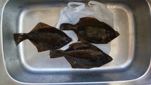 カレイの釣果