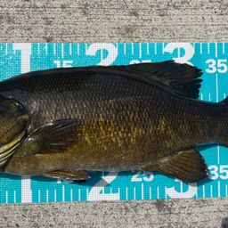 スモールマウスバス