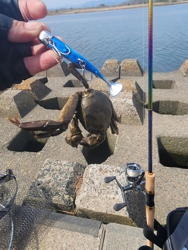 カニの釣果