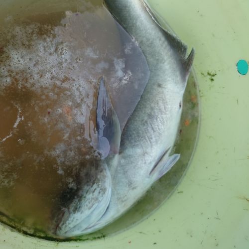 メダイの釣果