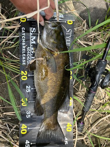 スモールマウスバスの釣果