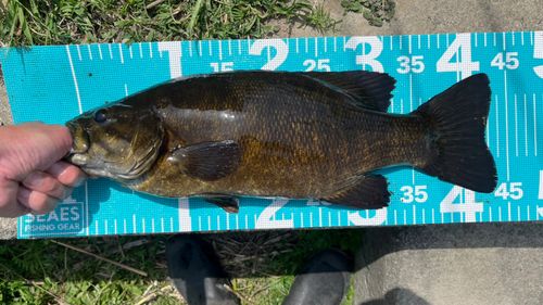 スモールマウスバスの釣果