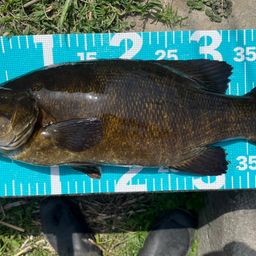 スモールマウスバス