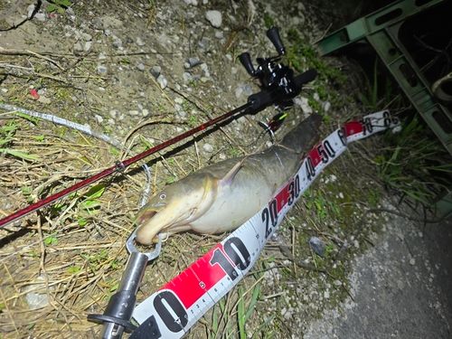 ナマズの釣果