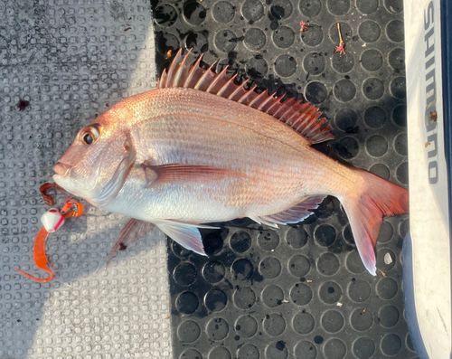 マダイの釣果