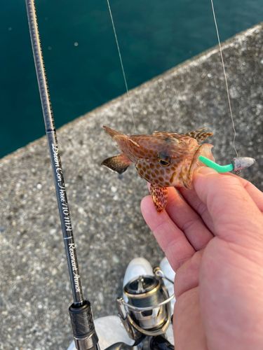オオモンハタの釣果