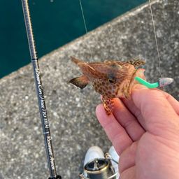 オオモンハタ