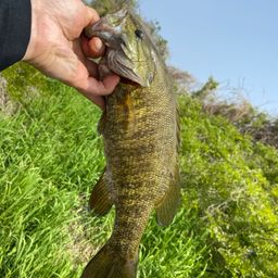 スモールマウスバス