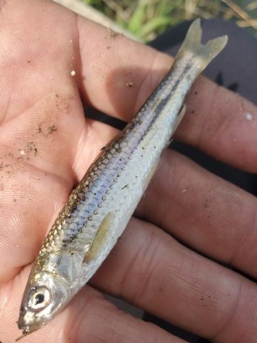 ホンモロコの釣果
