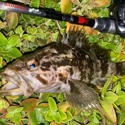 タケノコメバル