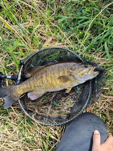 スモールマウスバスの釣果