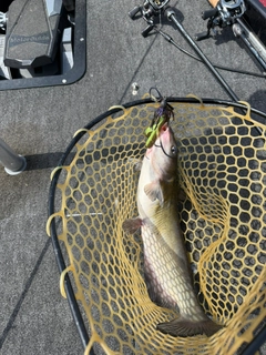アメリカナマズの釣果