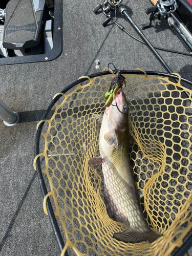 アメリカナマズの釣果