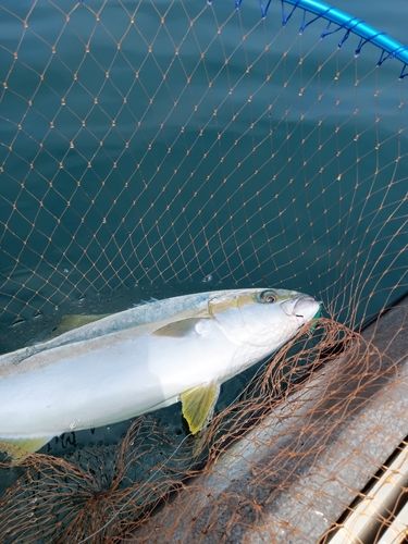 ヒラマサの釣果
