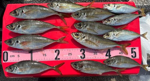 アジの釣果