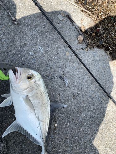オニヒラアジの釣果