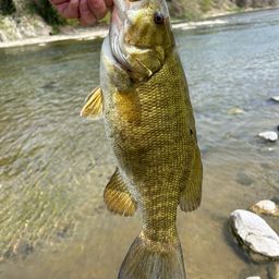 スモールマウスバス